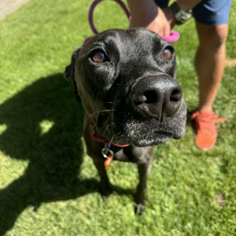 Siren, an adoptable Labrador Retriever, Mixed Breed in Bend, OR, 97702 | Photo Image 3