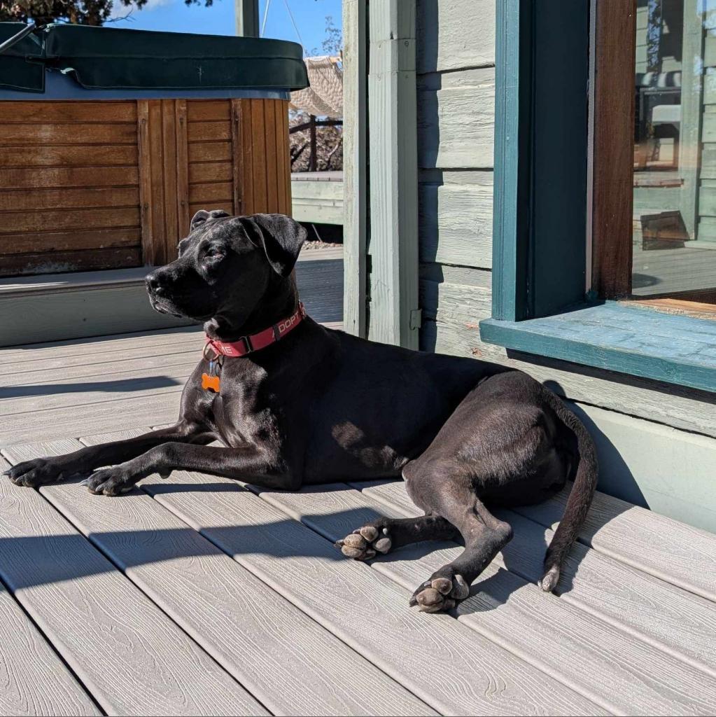 Sirena, an adoptable Labrador Retriever, Mixed Breed in Bend, OR, 97702 | Photo Image 3