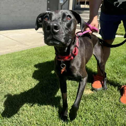 Siren, an adoptable Labrador Retriever, Mixed Breed in Bend, OR, 97702 | Photo Image 4