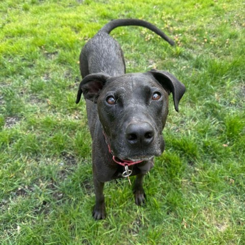 Siren, an adoptable Labrador Retriever, Mixed Breed in Bend, OR, 97702 | Photo Image 6