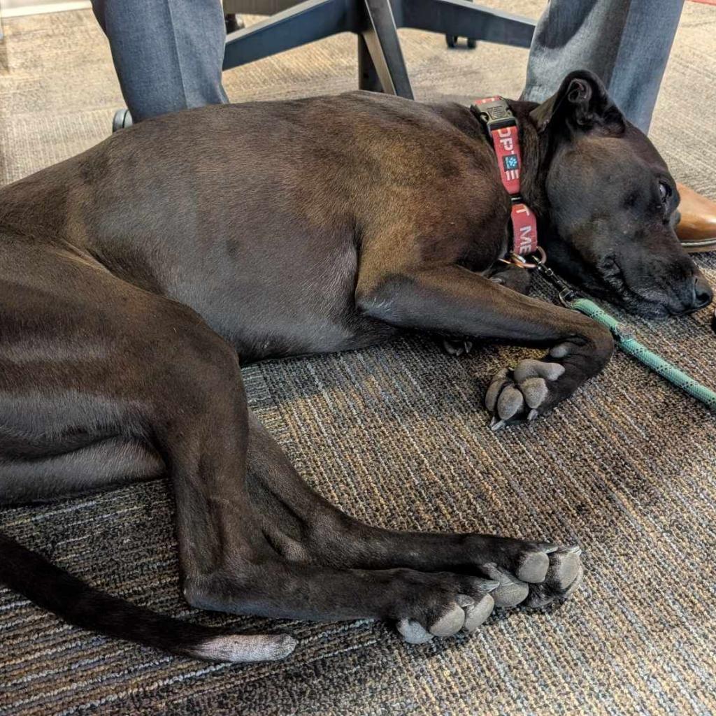 Siren, an adoptable Labrador Retriever, Mixed Breed in Bend, OR, 97702 | Photo Image 6