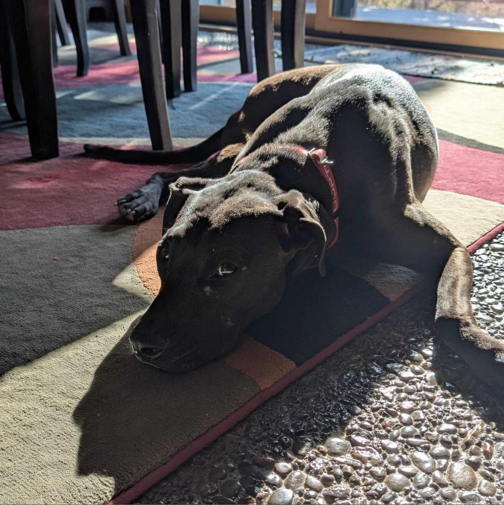 Siren, an adoptable Labrador Retriever, Mixed Breed in Bend, OR, 97702 | Photo Image 6