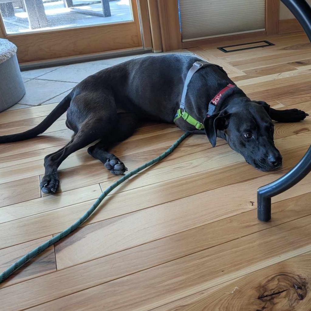 Sirena (Adoption Special!), an adoptable Labrador Retriever, Mixed Breed in Bend, OR, 97702 | Photo Image 6