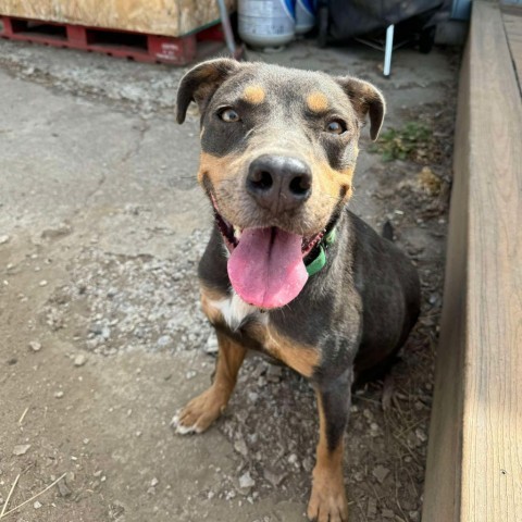 Dippin' Dot, an adoptable Pit Bull Terrier, Mixed Breed in Bend, OR, 97702 | Photo Image 2