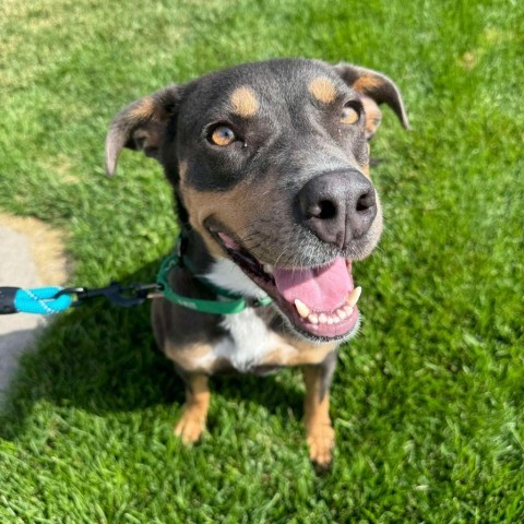 Dippin' Dot, an adoptable Pit Bull Terrier, Mixed Breed in Bend, OR, 97702 | Photo Image 3