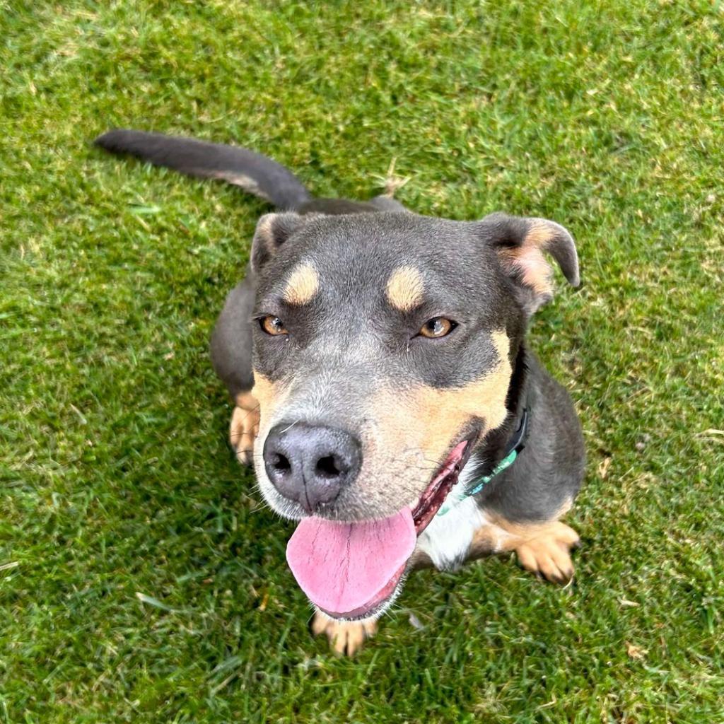 Dippin' Dot, an adoptable Pit Bull Terrier, Mixed Breed in Bend, OR, 97702 | Photo Image 3