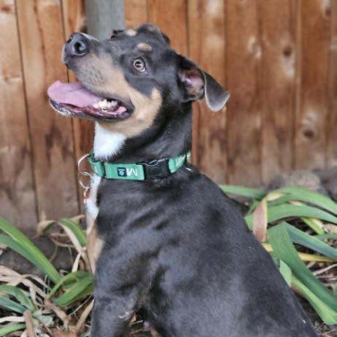 Dippin' Dot, an adoptable Pit Bull Terrier, Mixed Breed in Bend, OR, 97702 | Photo Image 4