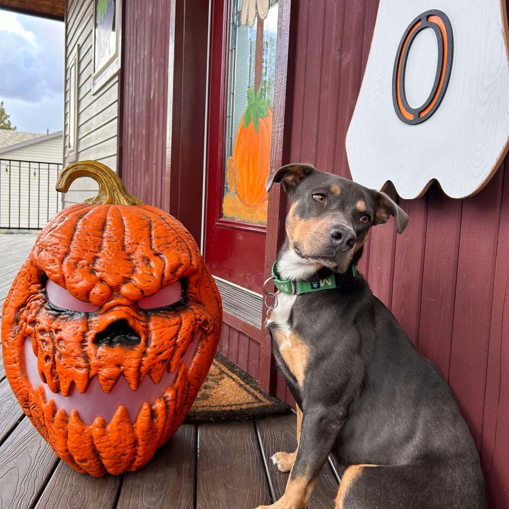 Dippin' Dot, an adoptable Pit Bull Terrier, Mixed Breed in Bend, OR, 97702 | Photo Image 4