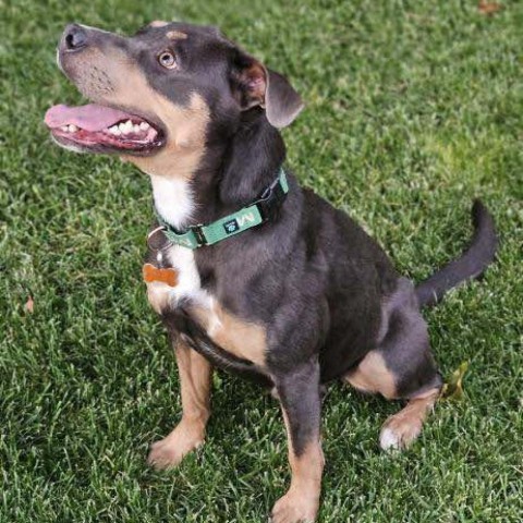 Dippin' Dot, an adoptable Pit Bull Terrier, Mixed Breed in Bend, OR, 97702 | Photo Image 5