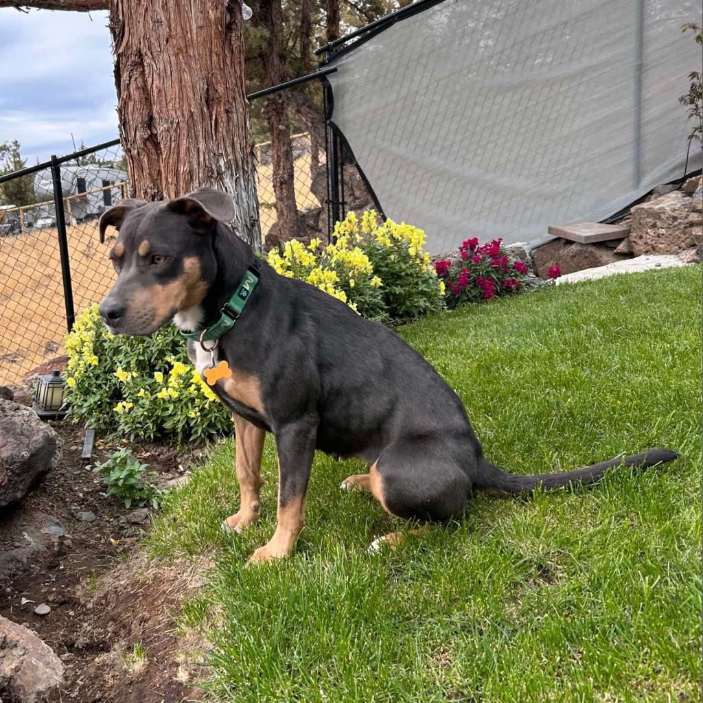 Dippin' Dot, an adoptable Pit Bull Terrier, Mixed Breed in Bend, OR, 97702 | Photo Image 6