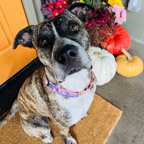 Petunia, an adoptable Mountain Cur, Boxer in Bend, OR, 97702 | Photo Image 1