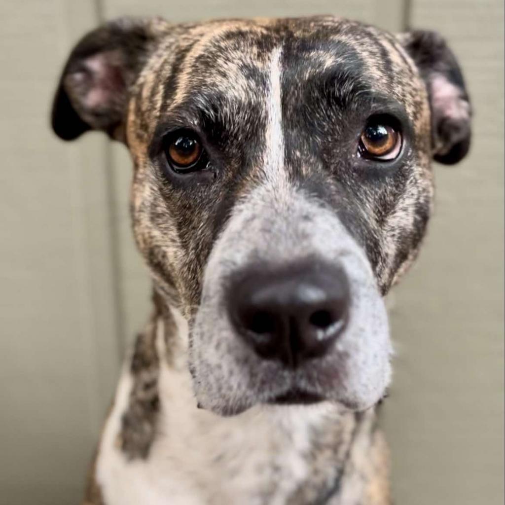 Petunia, an adoptable Boxer, Australian Cattle Dog / Blue Heeler in Bend, OR, 97702 | Photo Image 1