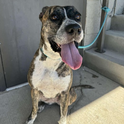 Petunia, an adoptable Mountain Cur, Boxer in Bend, OR, 97702 | Photo Image 3