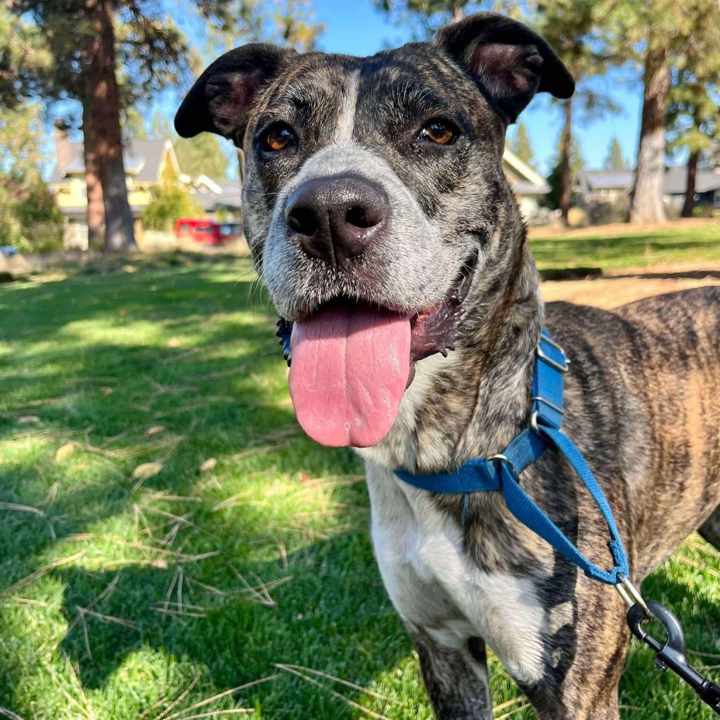 Petunia, an adoptable Boxer, Australian Cattle Dog / Blue Heeler in Bend, OR, 97702 | Photo Image 4