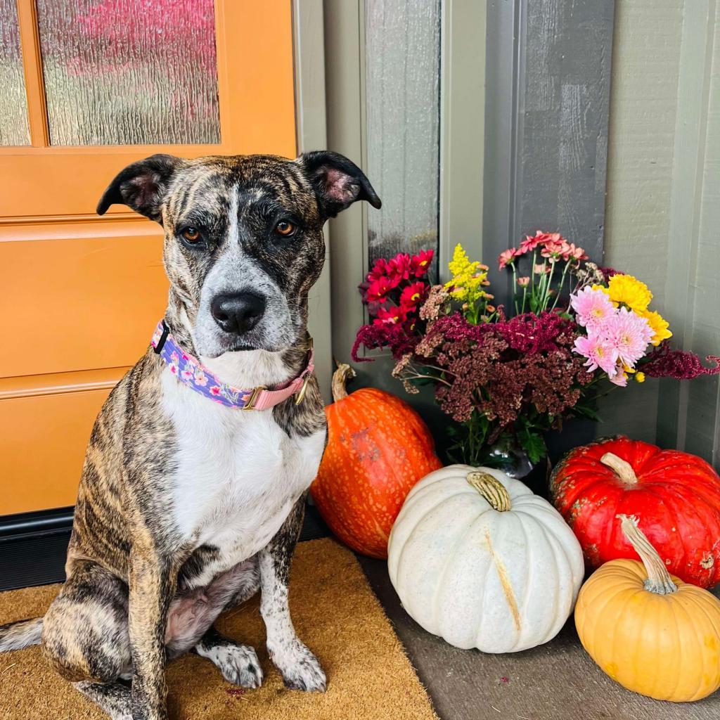 Petunia, an adoptable Boxer, Australian Cattle Dog / Blue Heeler in Bend, OR, 97702 | Photo Image 5