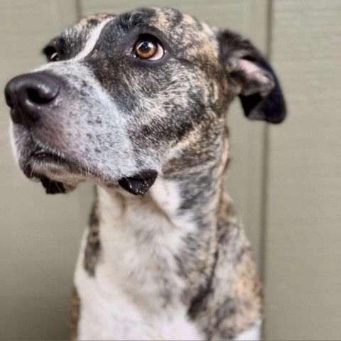 Petunia, an adoptable Mountain Cur, Boxer in Bend, OR, 97702 | Photo Image 6