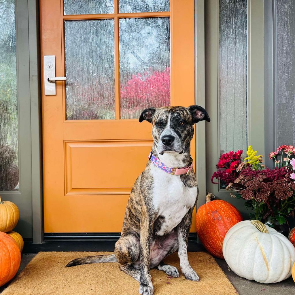 Petunia, an adoptable Boxer, Australian Cattle Dog / Blue Heeler in Bend, OR, 97702 | Photo Image 6