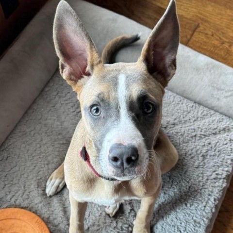 Wilma, an adoptable Mixed Breed in Bend, OR, 97702 | Photo Image 1