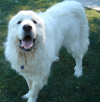 Scout 2013, an adopted Great Pyrenees in Bloomington, IL_image-1