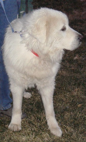 Scout 2013, an adopted Great Pyrenees in Bloomington, IL_image-2