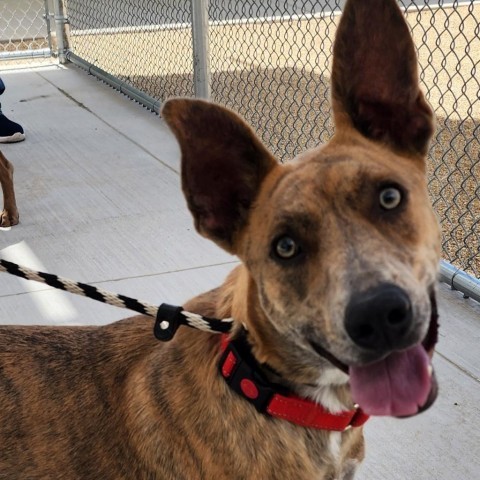 Sienna - PAWS, an adoptable Mixed Breed in Las Cruces, NM, 88001 | Photo Image 1