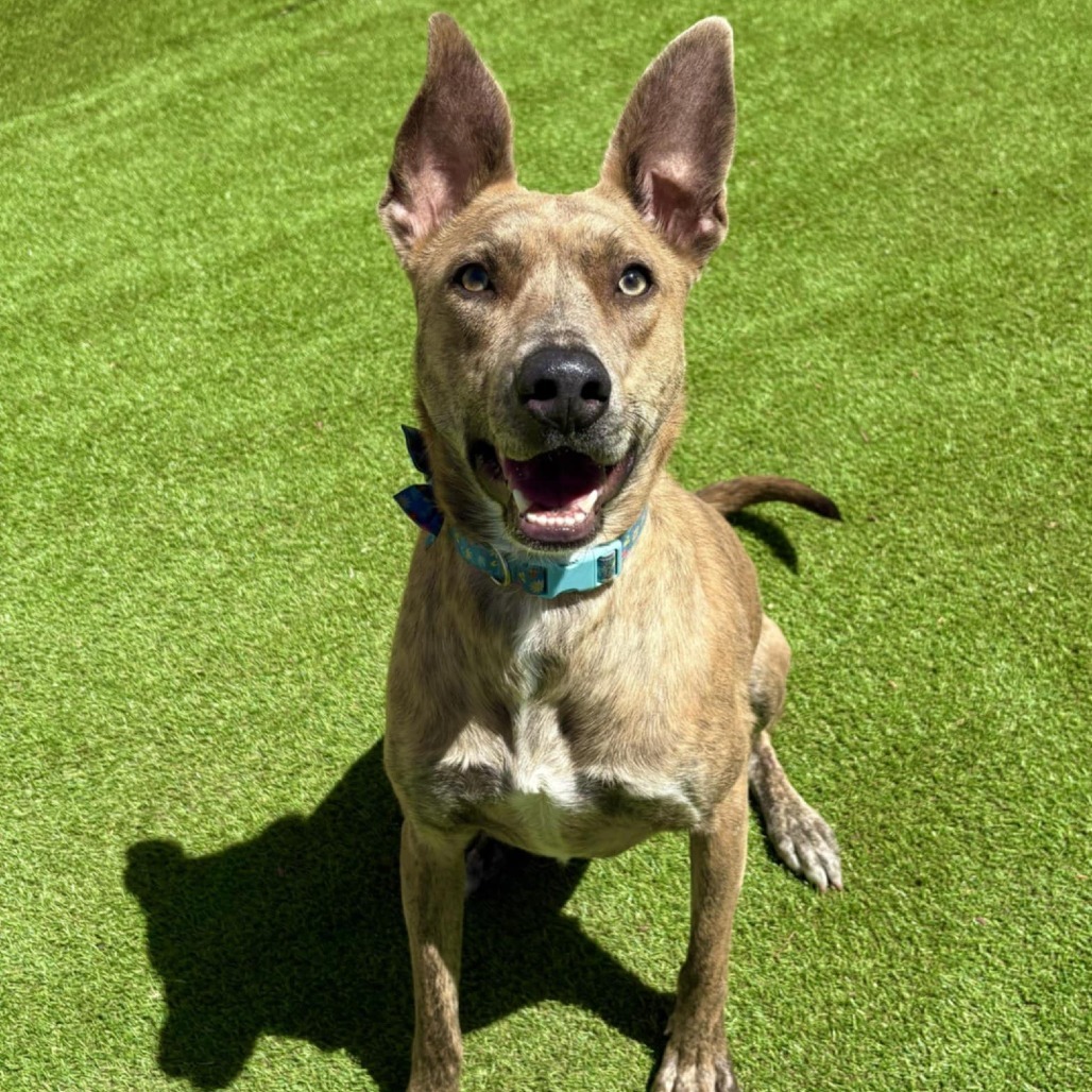 Sienna - PAWS, an adoptable Mixed Breed in Las Cruces, NM, 88001 | Photo Image 1