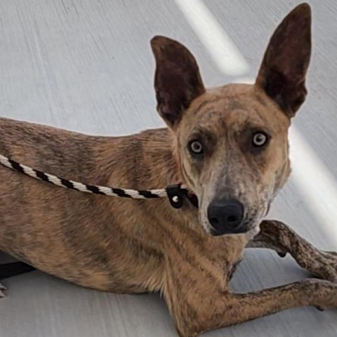 Sienna - PAWS, an adoptable Mixed Breed in Las Cruces, NM, 88001 | Photo Image 2