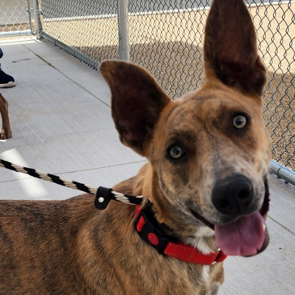 Sienna - PAWS, an adoptable Mixed Breed in Las Cruces, NM, 88001 | Photo Image 2