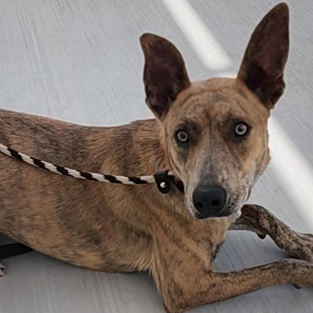 Sienna - PAWS, an adoptable Mixed Breed in Las Cruces, NM, 88001 | Photo Image 3