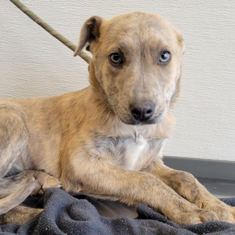 Sienna - PAWS, an adoptable Mixed Breed in Las Cruces, NM, 88001 | Photo Image 4