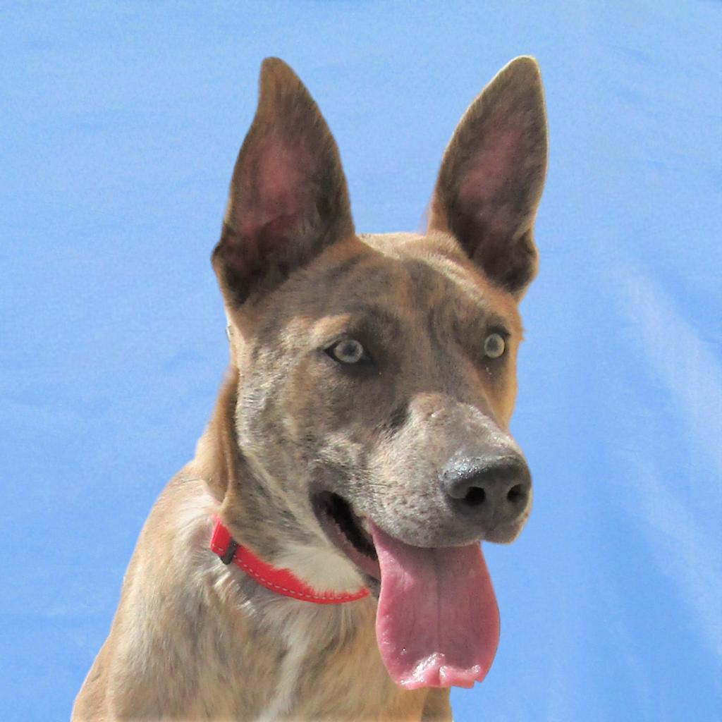 Sienna - PAWS, an adoptable Mixed Breed in Las Cruces, NM, 88001 | Photo Image 4