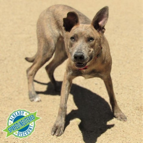 Sienna - PAWS, an adoptable Mixed Breed in Las Cruces, NM, 88001 | Photo Image 5