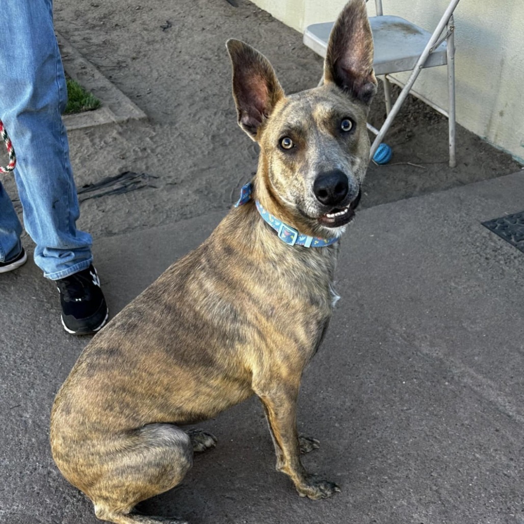 Sienna - PAWS, an adoptable Mixed Breed in Las Cruces, NM, 88001 | Photo Image 5