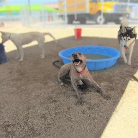 Sienna - PAWS, an adoptable Mixed Breed in Las Cruces, NM, 88001 | Photo Image 6