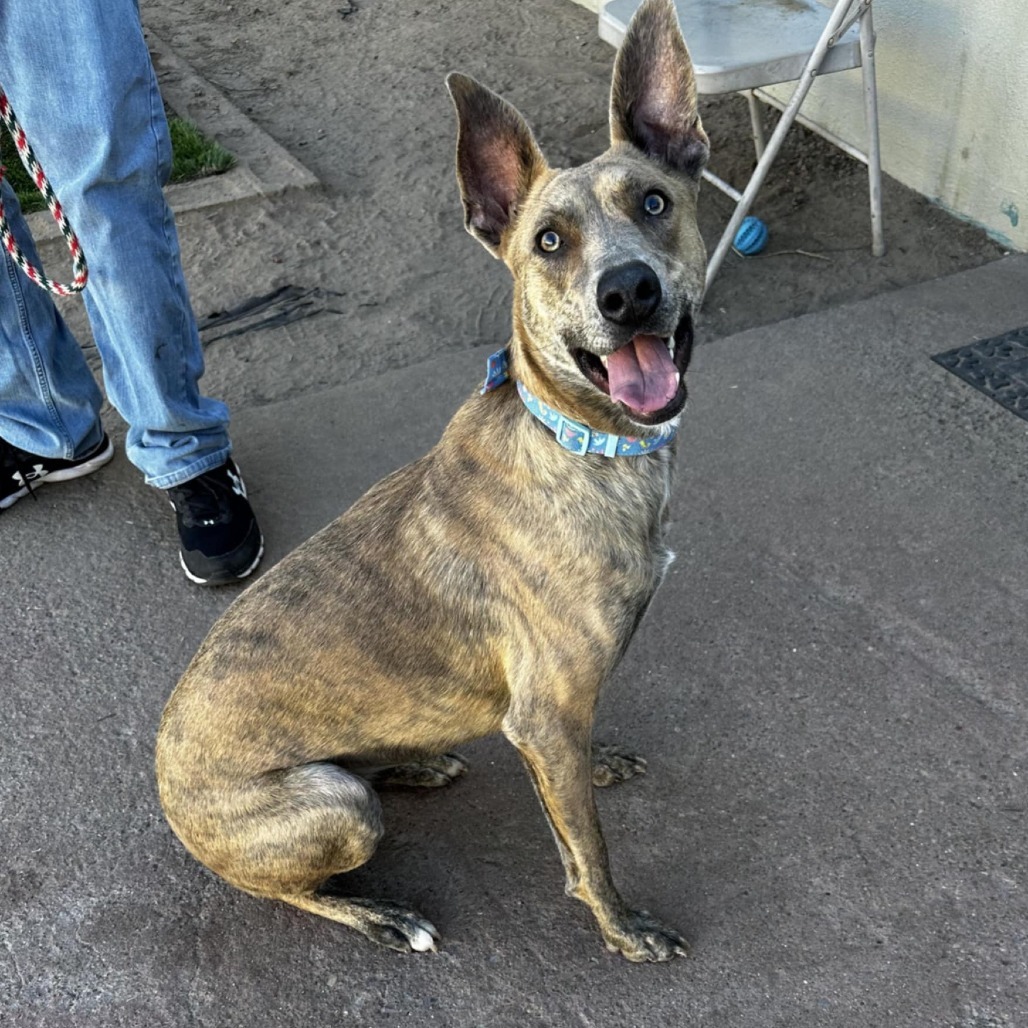 Sienna - PAWS, an adoptable Mixed Breed in Las Cruces, NM, 88001 | Photo Image 6