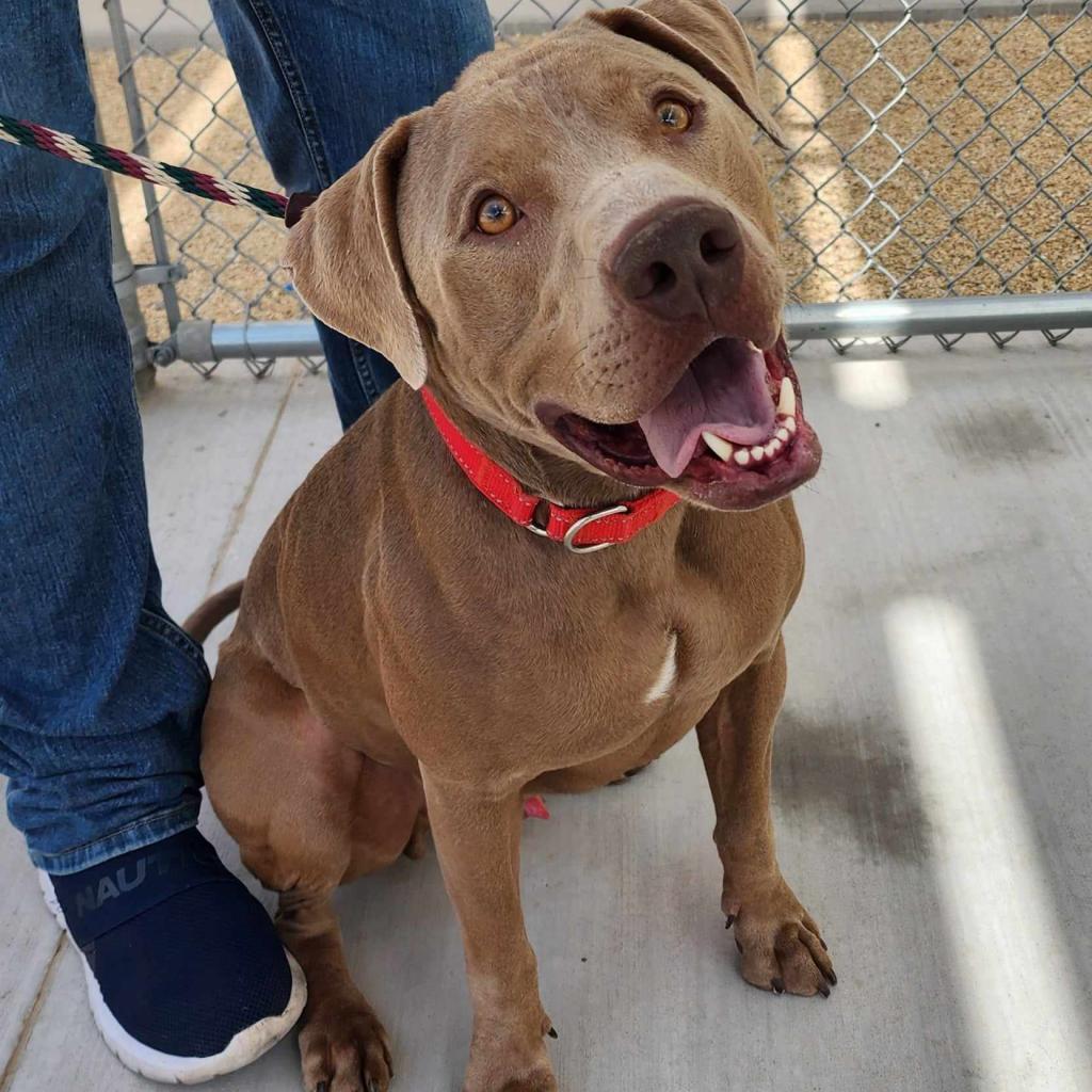 Murphy - PAWS, an adoptable Mixed Breed in Las Cruces, NM, 88001 | Photo Image 1