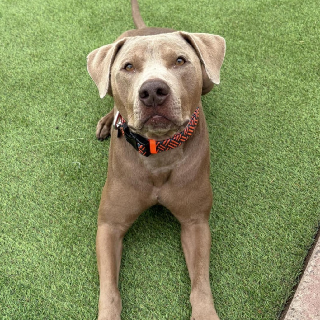 Murphy - PAWS, an adoptable Mixed Breed in Las Cruces, NM, 88001 | Photo Image 1