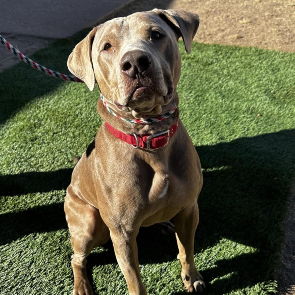 Murphy - PAWS, an adoptable Mixed Breed in Las Cruces, NM, 88001 | Photo Image 1