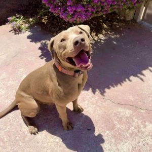 Murphy - PAWS