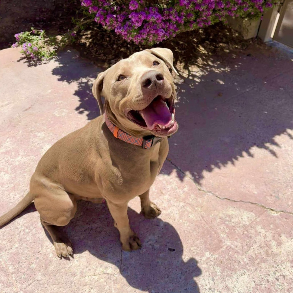 Murphy - PAWS, an adoptable Mixed Breed in Las Cruces, NM, 88001 | Photo Image 1