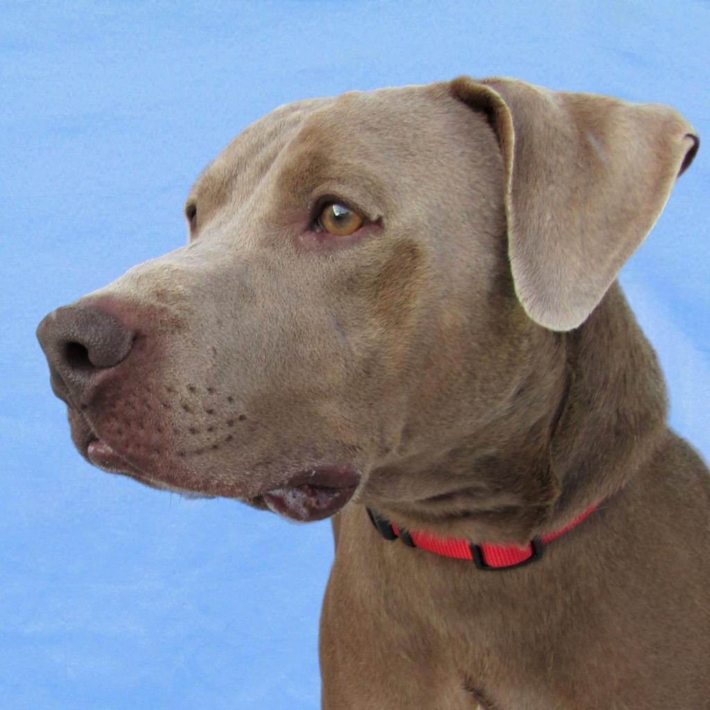 Murphy - PAWS, an adoptable Mixed Breed in Las Cruces, NM, 88001 | Photo Image 2