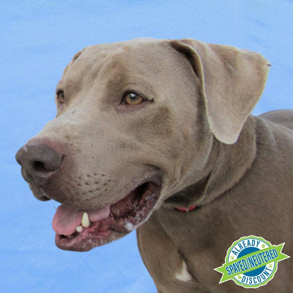 Murphy - PAWS, an adoptable Mixed Breed in Las Cruces, NM, 88001 | Photo Image 3