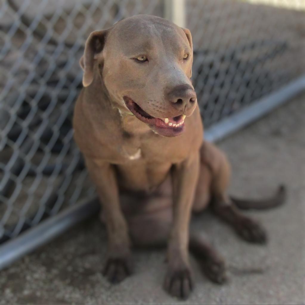 Murphy - PAWS, an adoptable Mixed Breed in Las Cruces, NM, 88001 | Photo Image 4