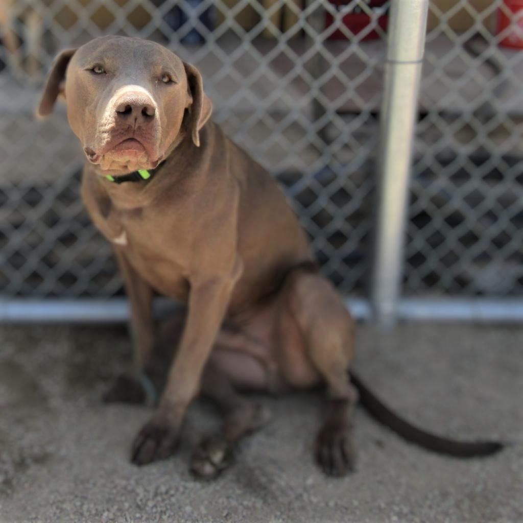 Murphy - PAWS, an adoptable Mixed Breed in Las Cruces, NM, 88001 | Photo Image 5