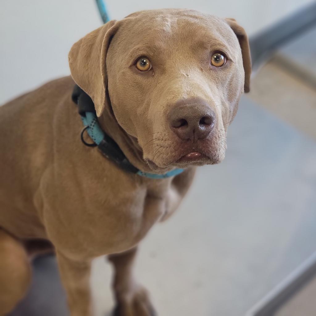 Murphy - PAWS, an adoptable Mixed Breed in Las Cruces, NM, 88001 | Photo Image 5