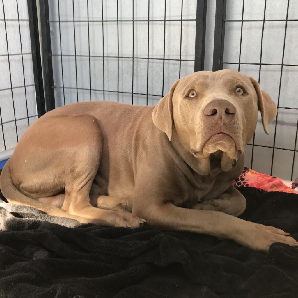 Murphy - PAWS, an adoptable Mixed Breed in Las Cruces, NM, 88001 | Photo Image 6