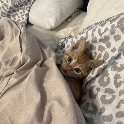 Cheddar, an adoptable Domestic Short Hair in Midland, TX, 79703 | Photo Image 1