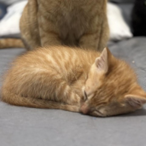 Cheddar, an adoptable Domestic Short Hair in Midland, TX, 79703 | Photo Image 2