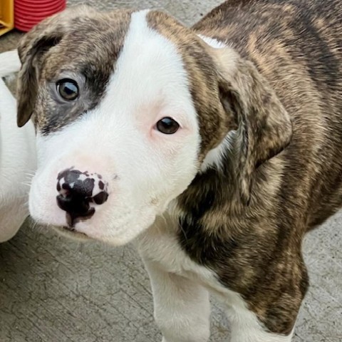 Herb Litter: Mint, an adoptable Pit Bull Terrier in Keaau, HI, 96749 | Photo Image 1