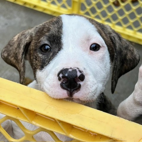 Herb Litter: Mint, an adoptable Pit Bull Terrier in Keaau, HI, 96749 | Photo Image 2